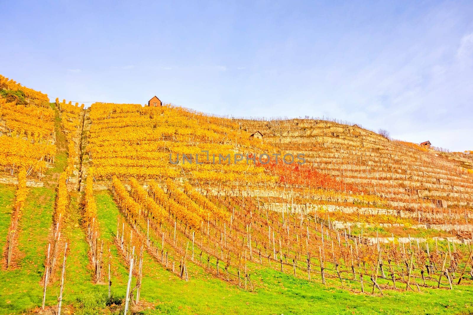 Vineyard in autumn - wine-growing cabins of vintners between grapevines at hillside with golden brown yellow leaves