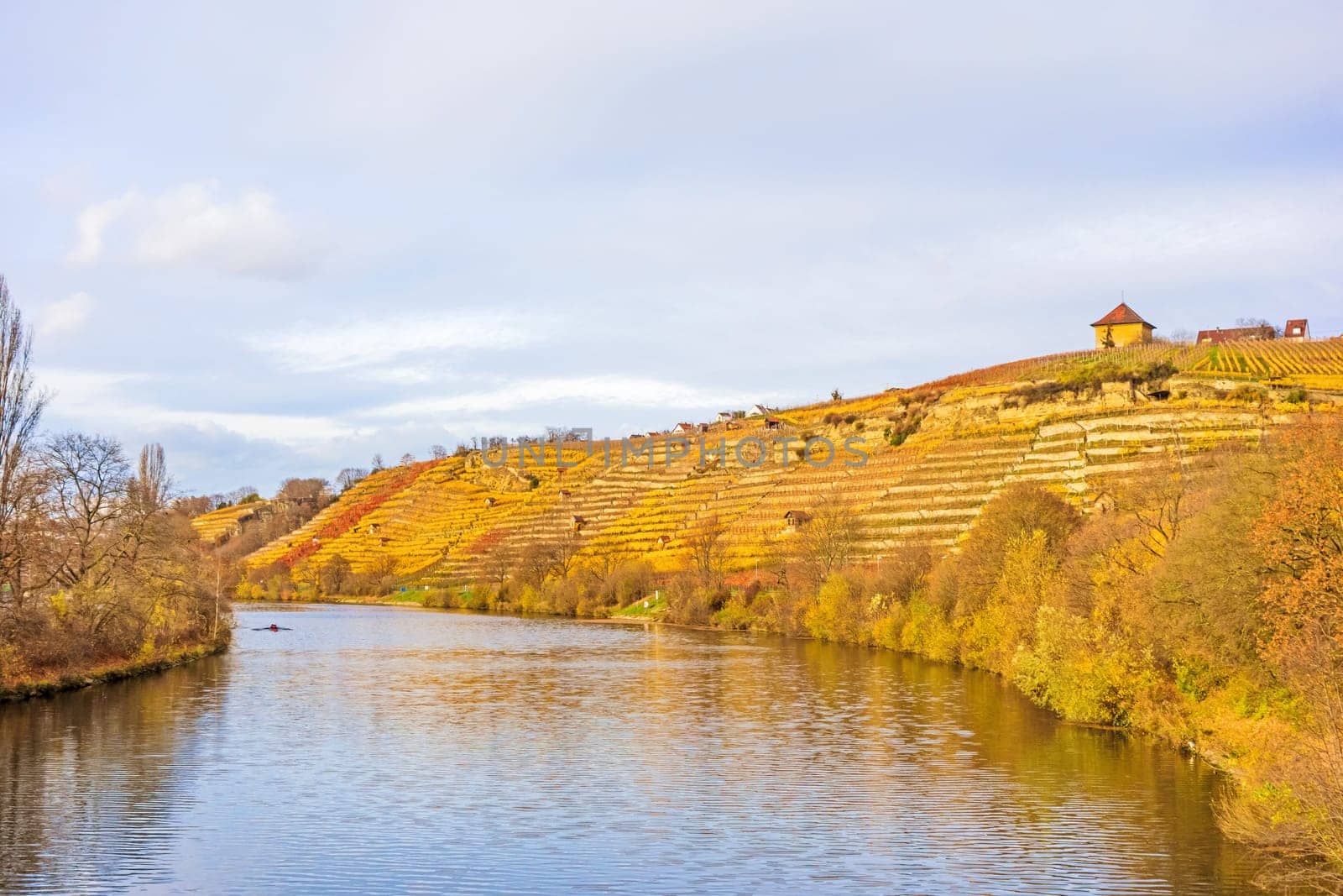 Vineyard at hillside of river Neckar, Stuttgart, Germany - grapevines in autumn with golden brown yellow leaves