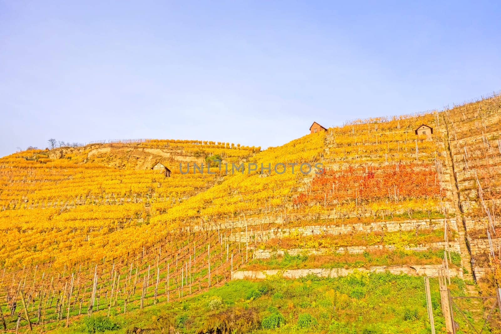 Vineyard in autumn - wine-growing cabins of vintners between grapevines at hillside with golden brown yellow leaves