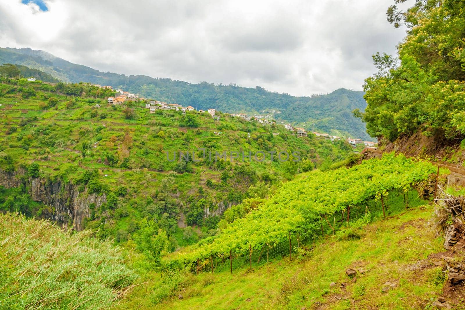 Terraced hill crest in the north-east of Madeira - fresh green vineyard at hillside in the foreground