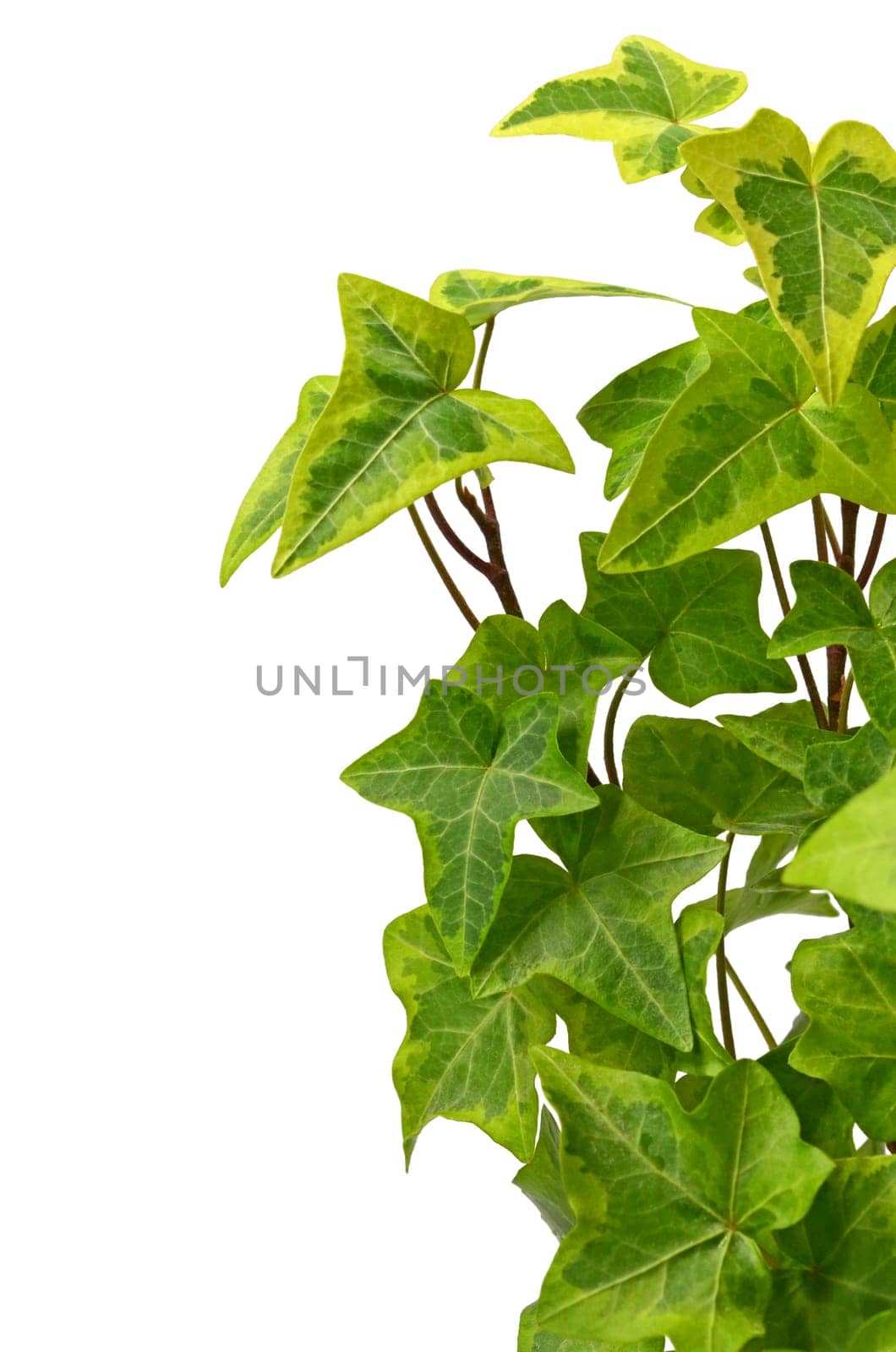 Ivy