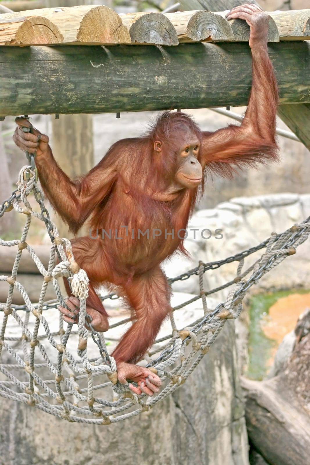 An orangutan standing on rope and holding onto the wood above