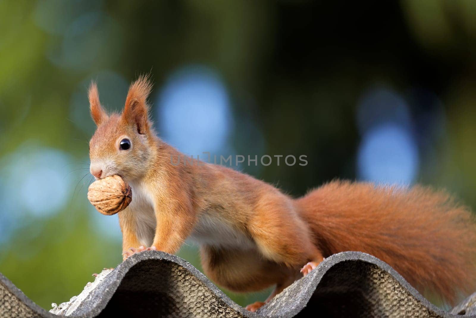Squirrel with walnut