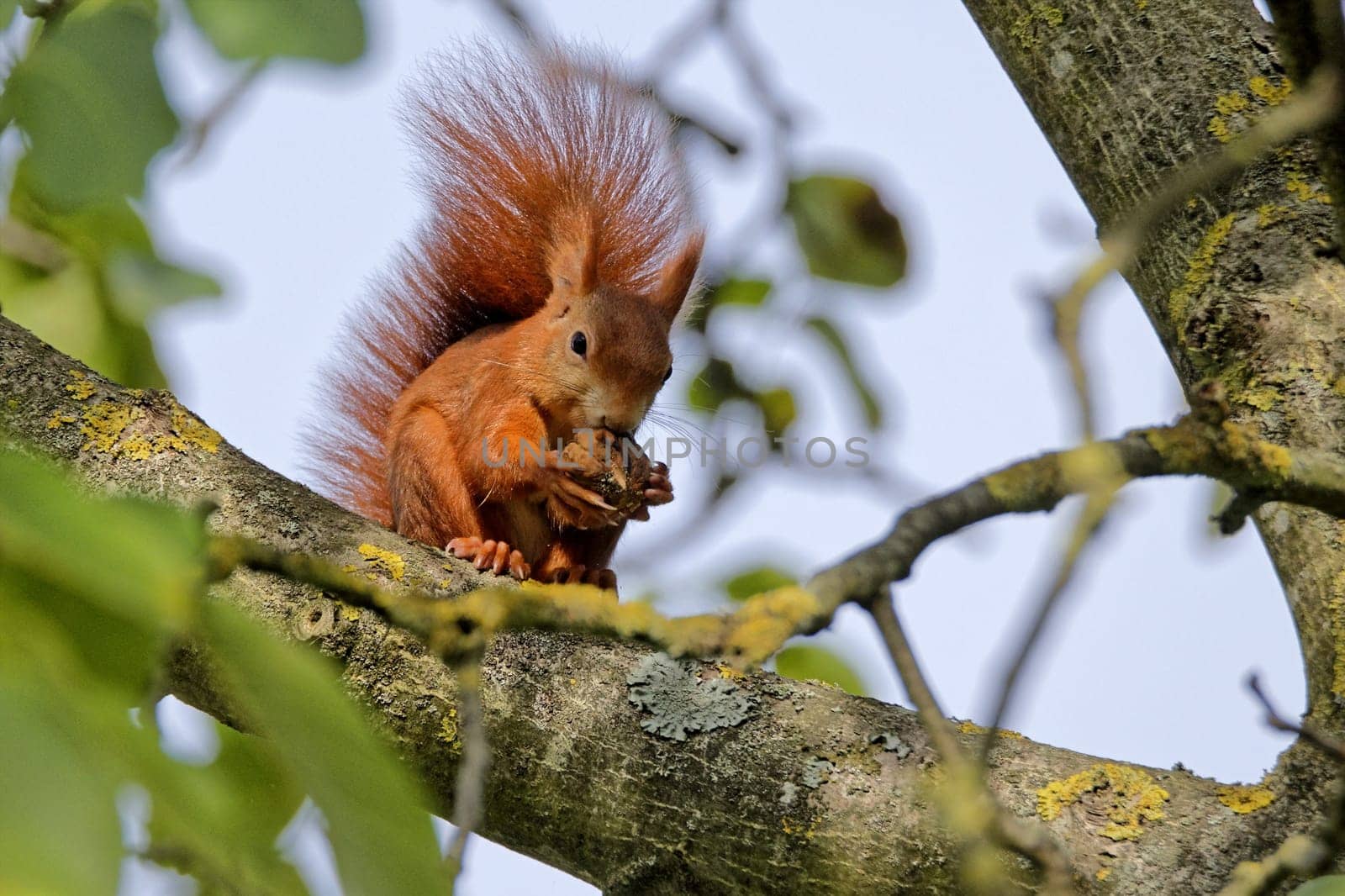 Squirrel in the walnut tree