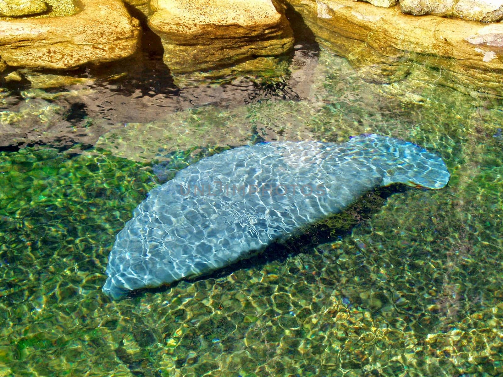 A manatee is swimming through the water