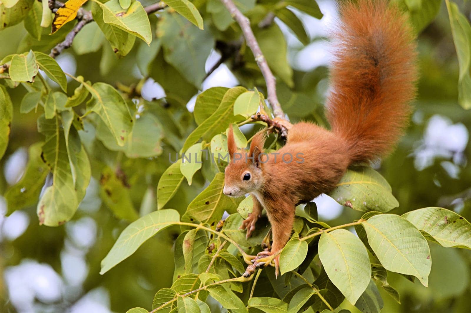 Squirrel in the walnut tree