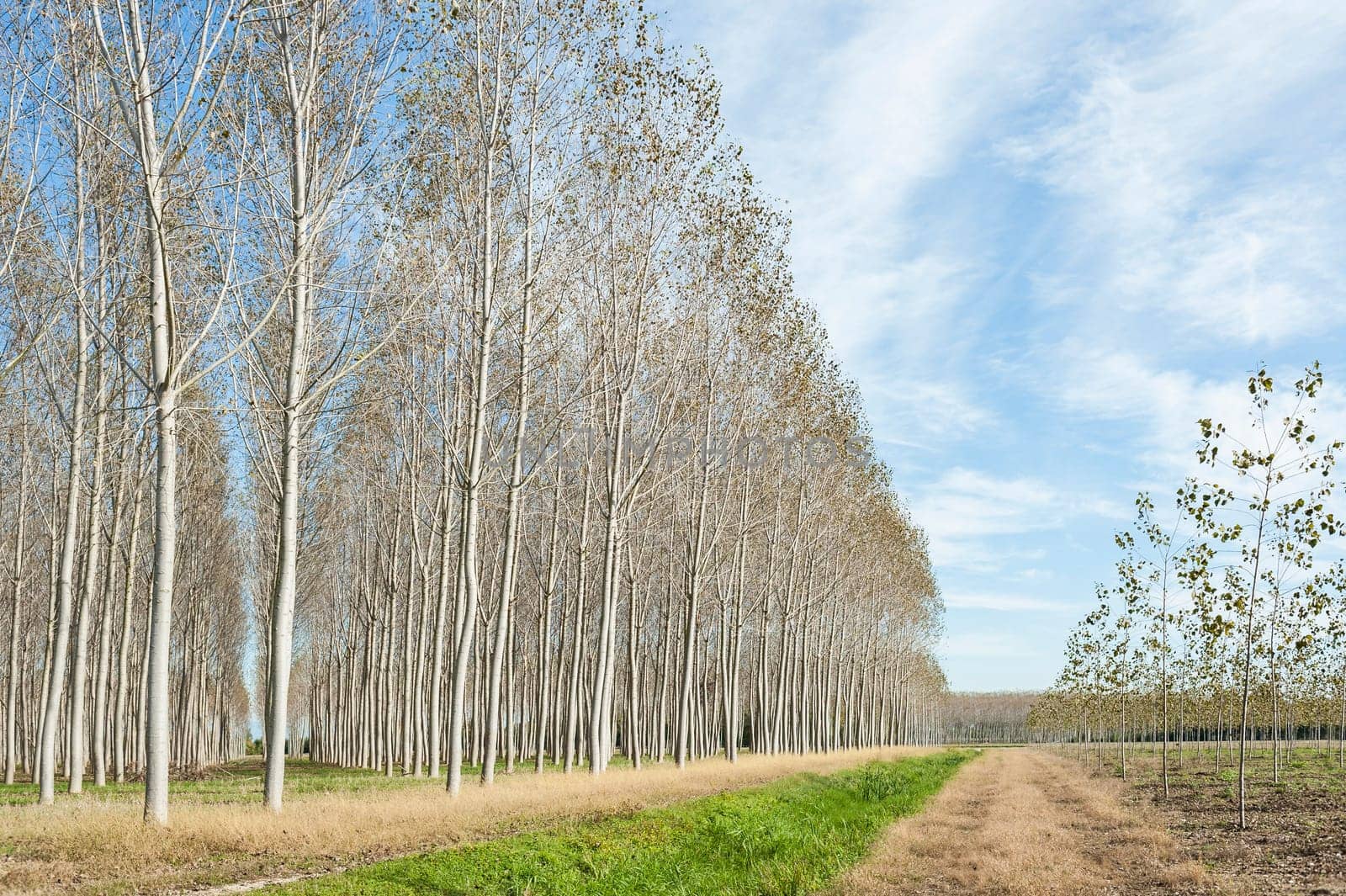 Countryside panorama. aspen forest and country road