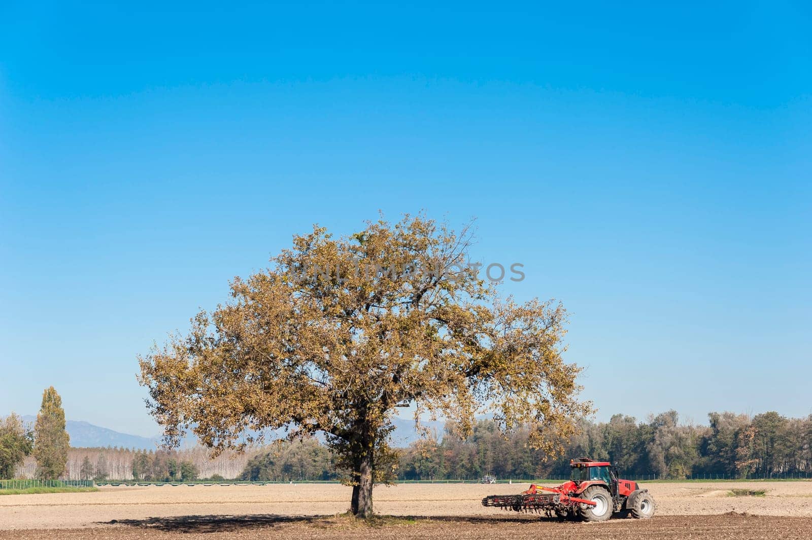 Agricultural landscape with a tree and tractor plowing the field with harrow.