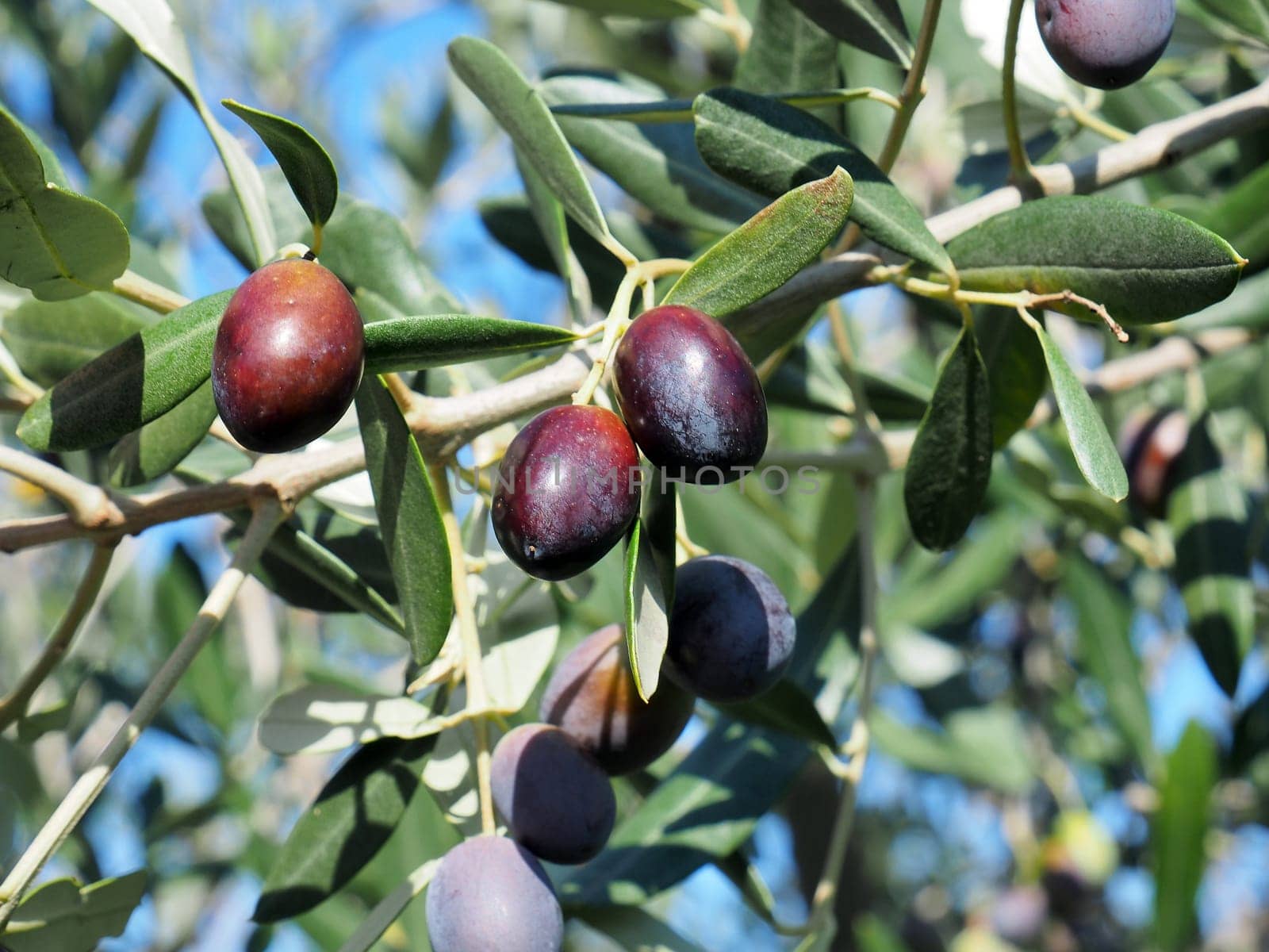 black and green  olives on the branch