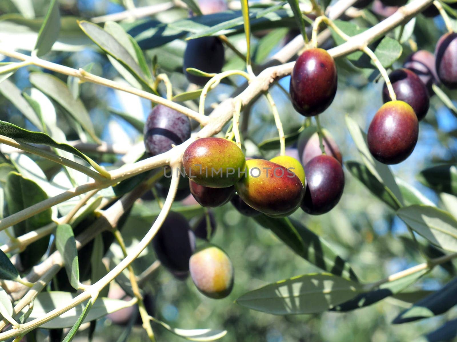 black and green  olives on the branch