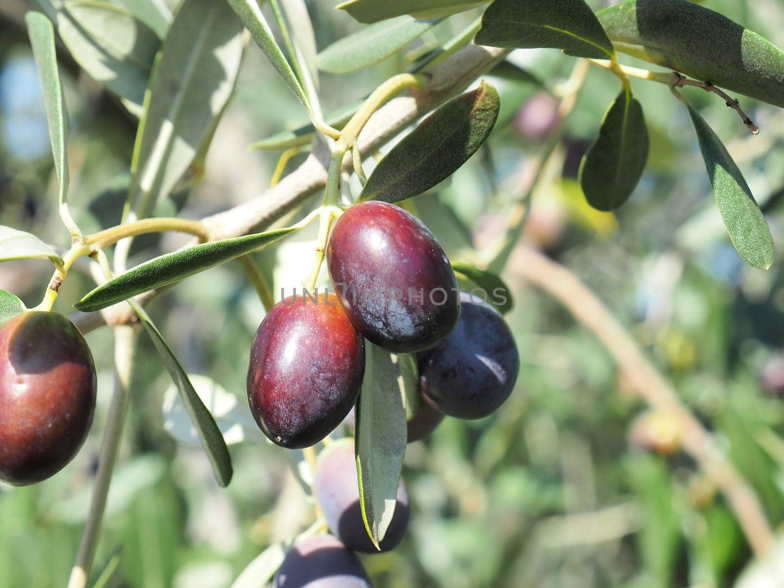 black and green  olives on the branch