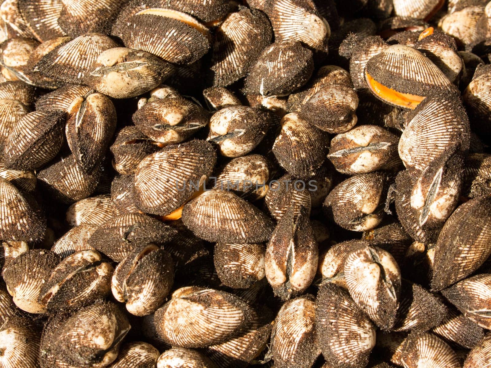 Cockle sale for cooking at small market in Asia