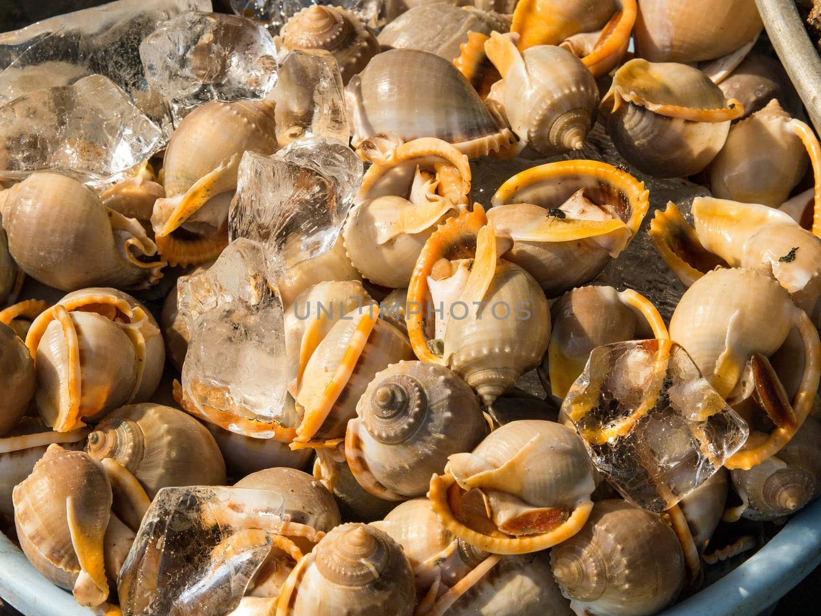 A background of mussels for sale at a market