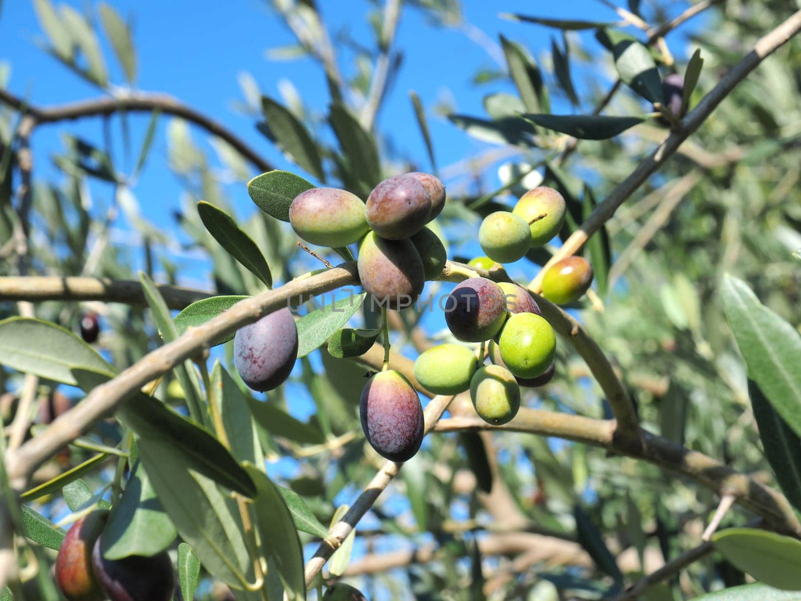 black and green  olives on the branch