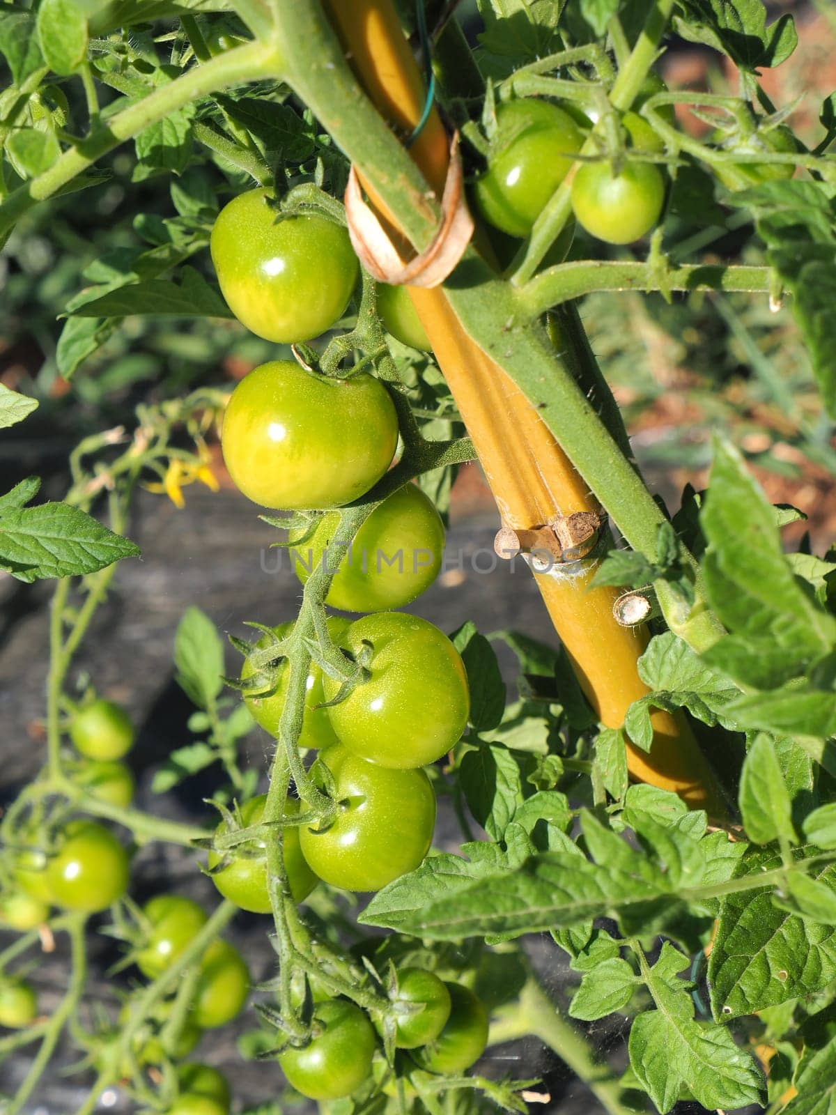 Green tomatoes. Agriculture concept.