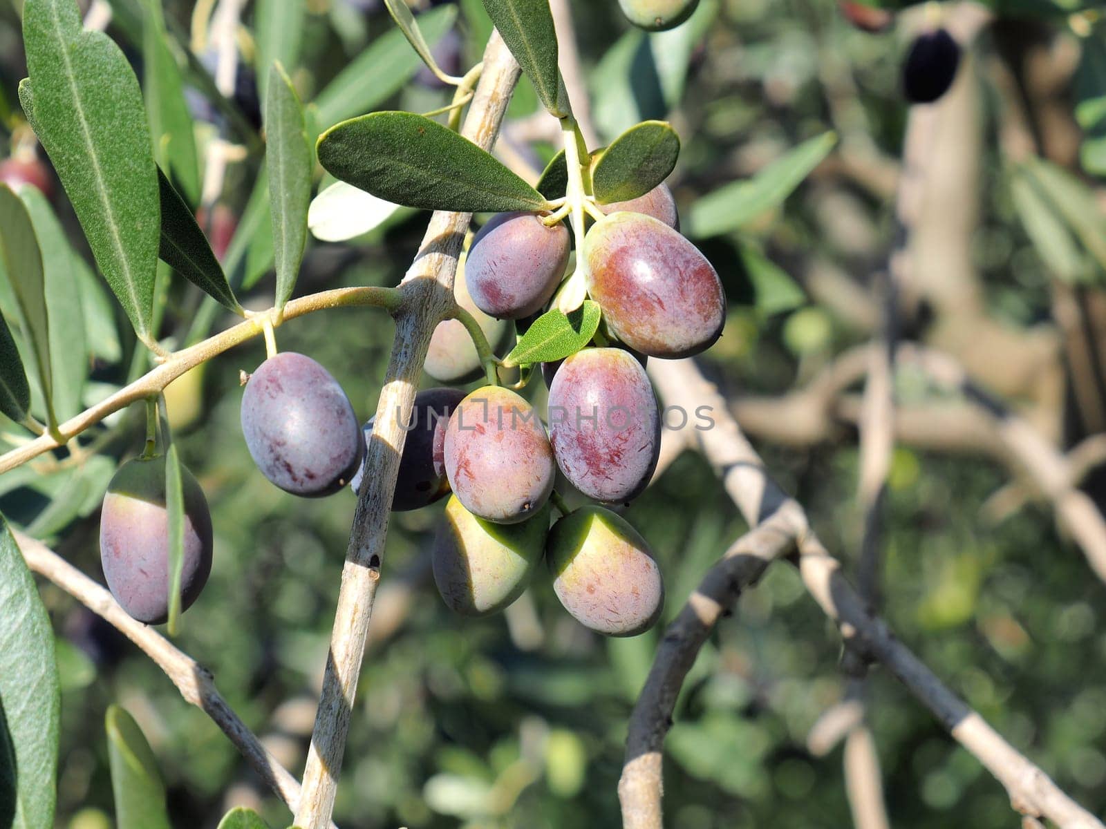 black and green  olives on the branch