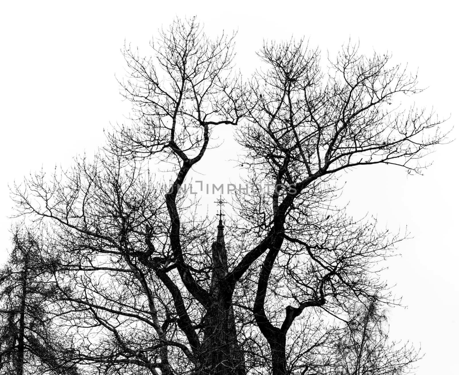 Church Steeple Behind Tree  in black and white.