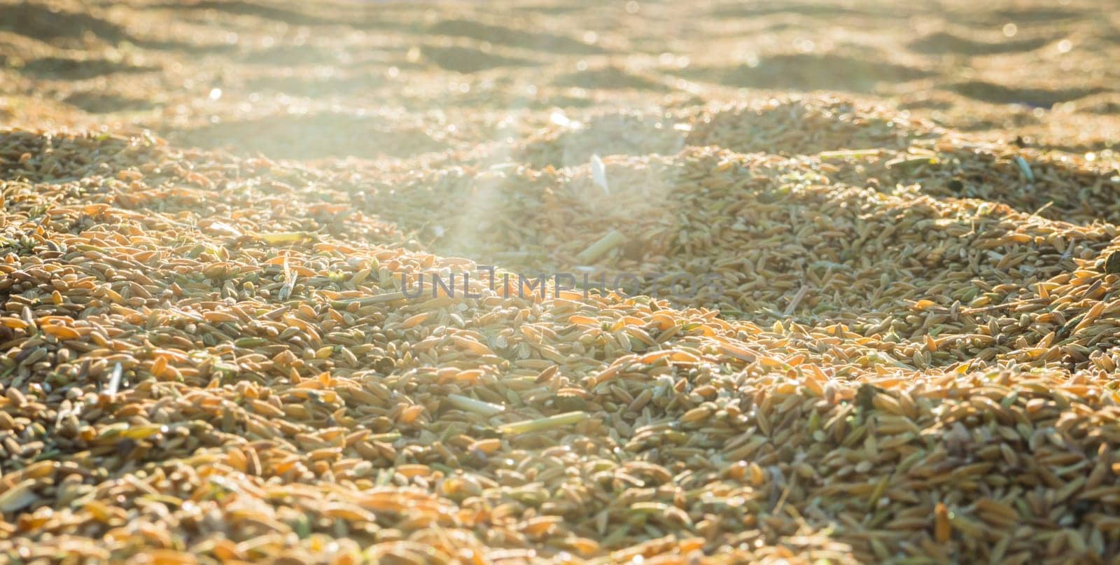 Beautiful paddy rice in sunset, stock photo