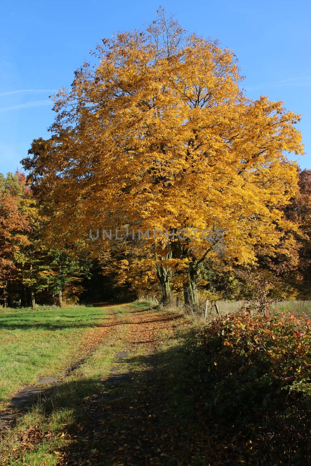 Autumnal landscape with tree