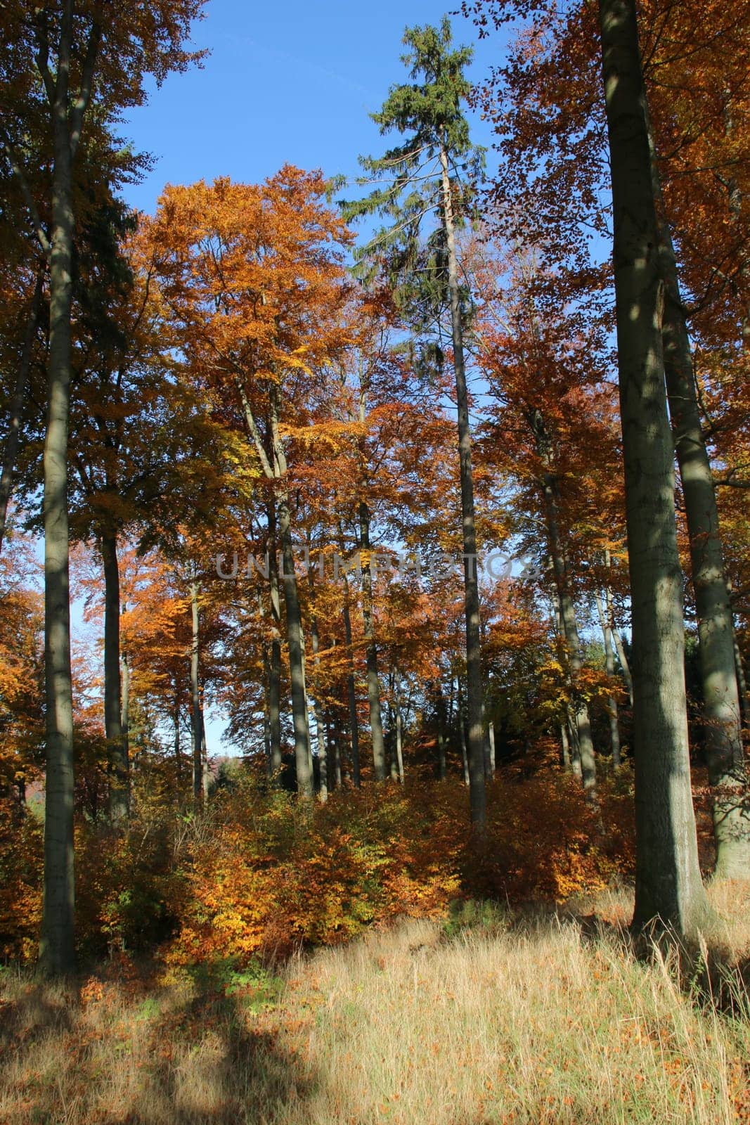Autumn beech forest