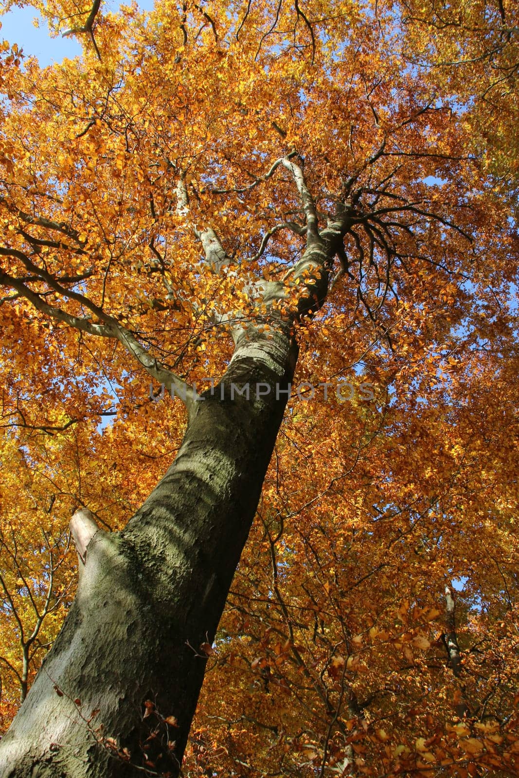 Autumn beech forest