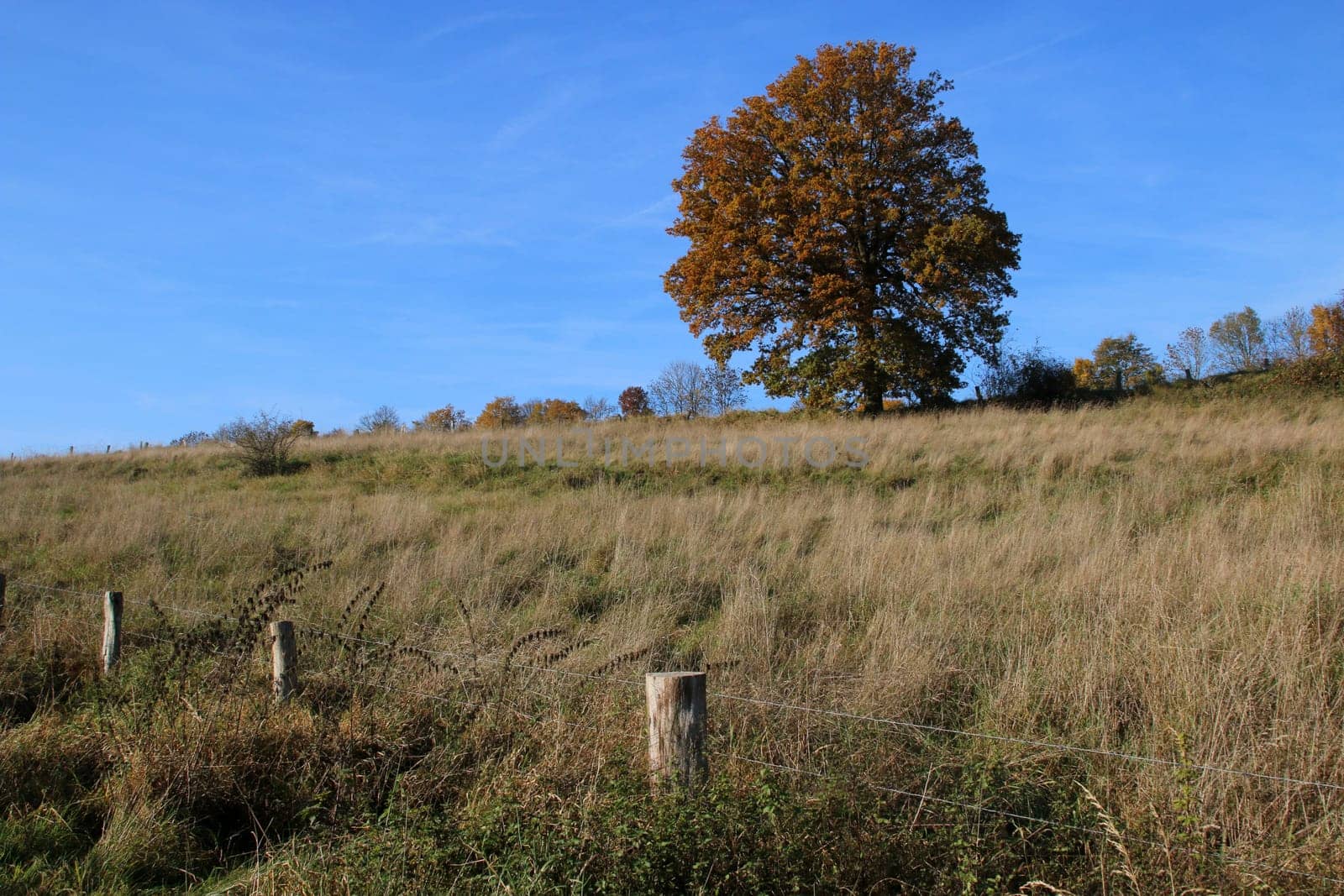Autumnal landscape with tree