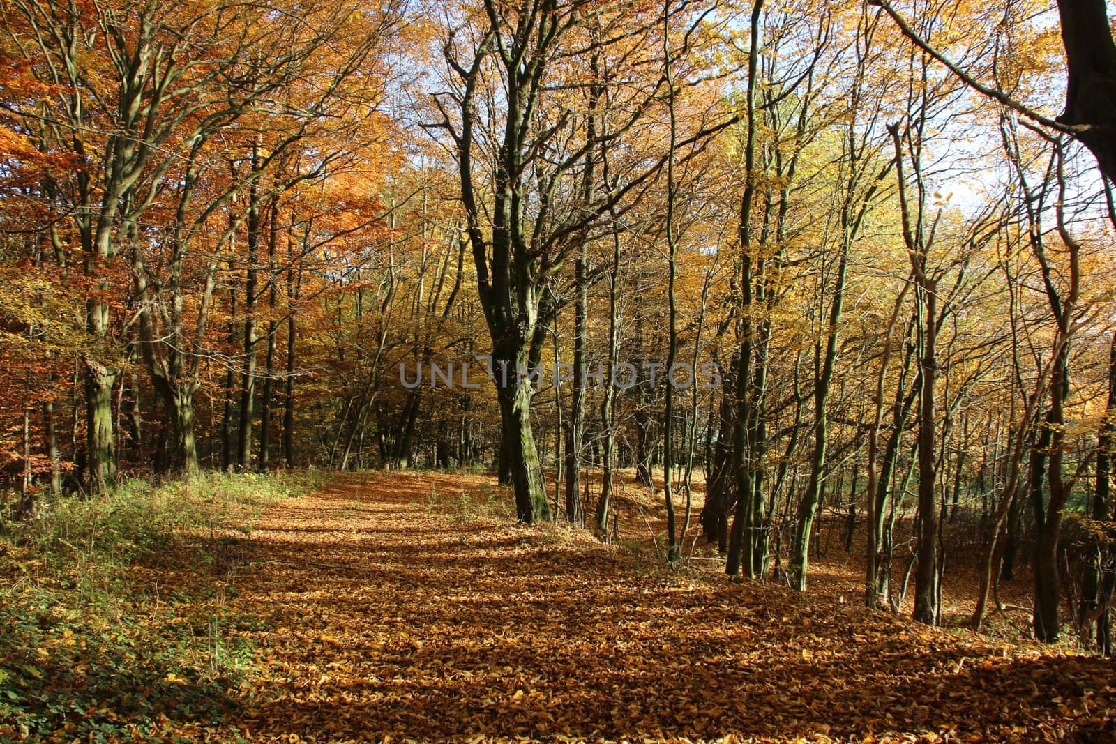 Autumn beech forest