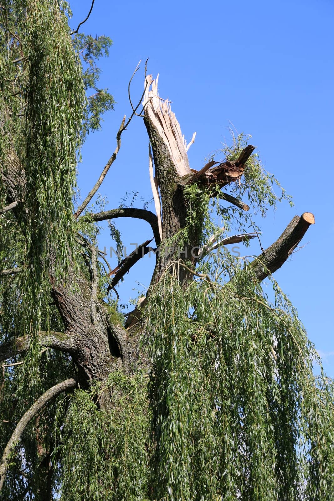 Willow with storm damage