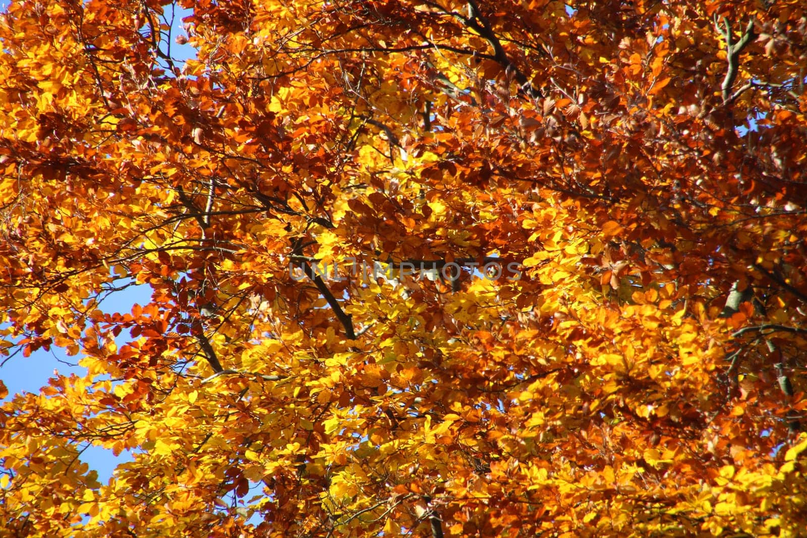Autumn beech forest