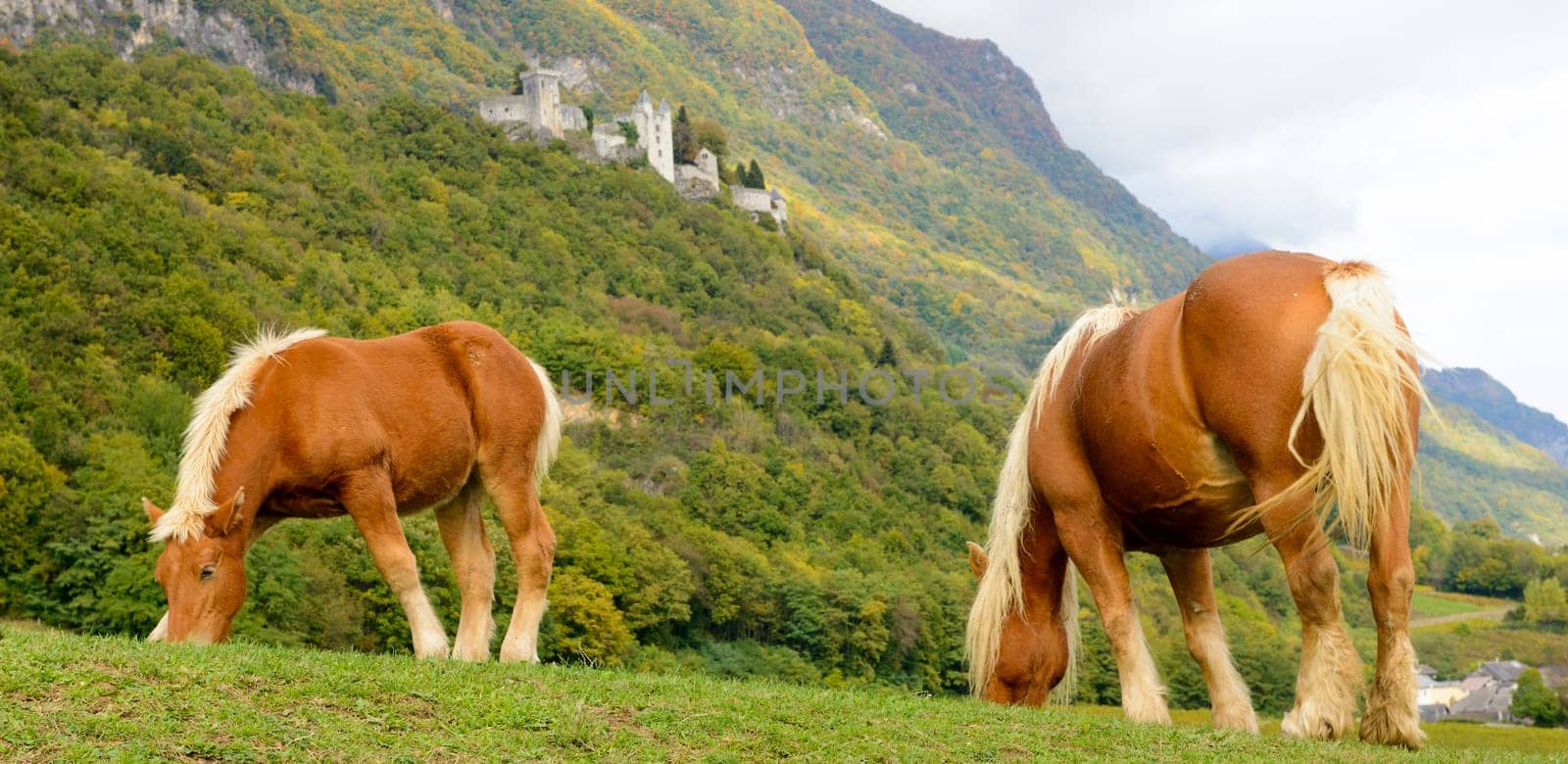 two beautiful brown horses at the base of the mountain, old castle in background