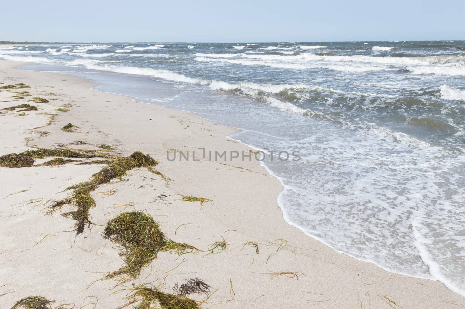 Tang on the beach of the stormy Baltic Sea in Marielyst Denmark