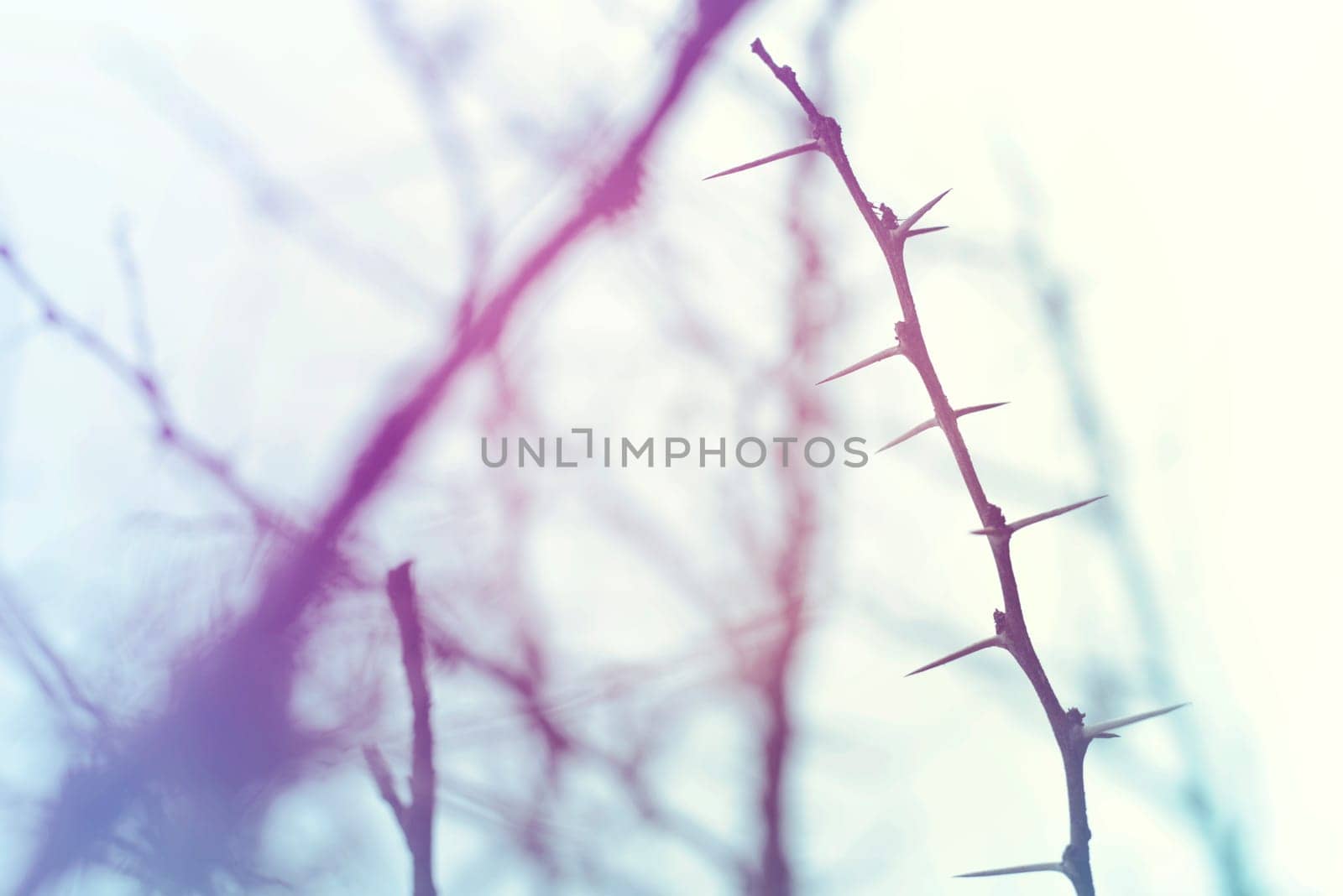 Closeup of winter thorn branch in the wilderness with vintage hipster filter and blur background.
