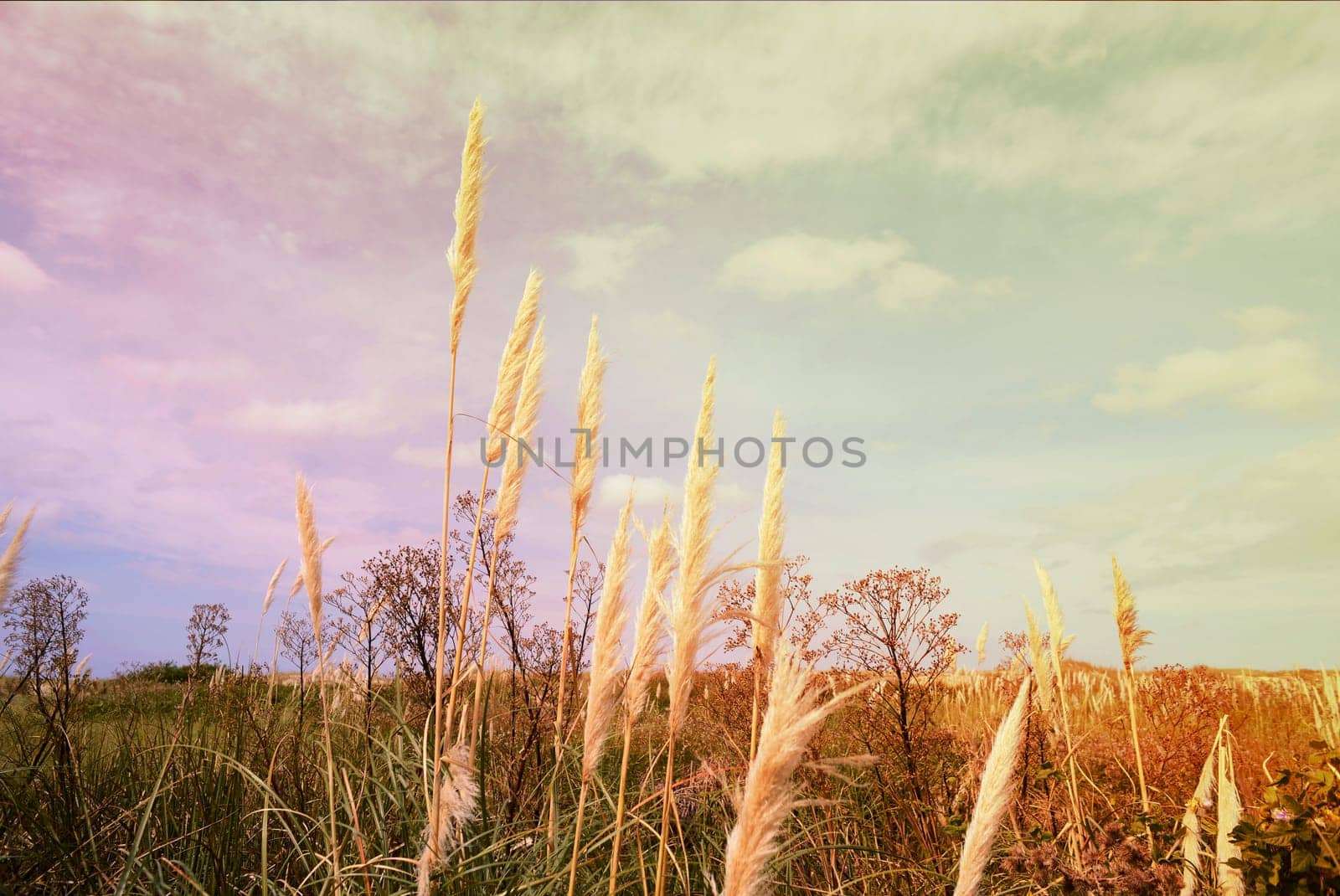 Wild grass meadow landscape with vintage sky background.