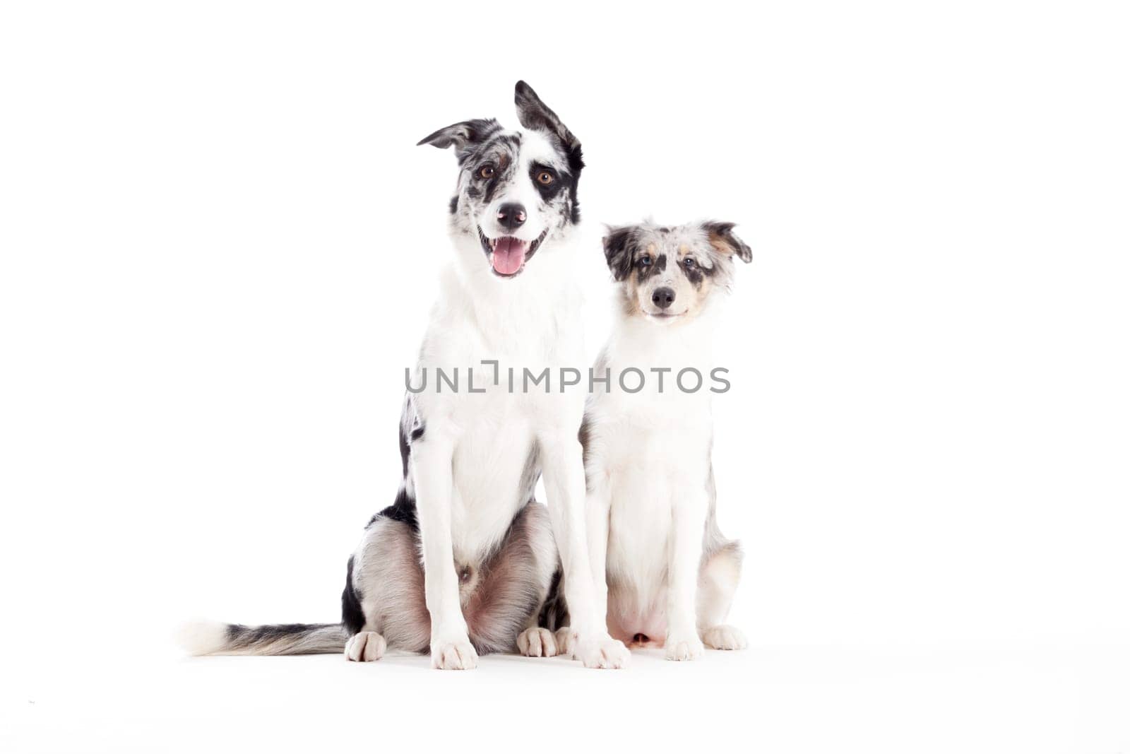 Happy dog photographed in the studio on a white background