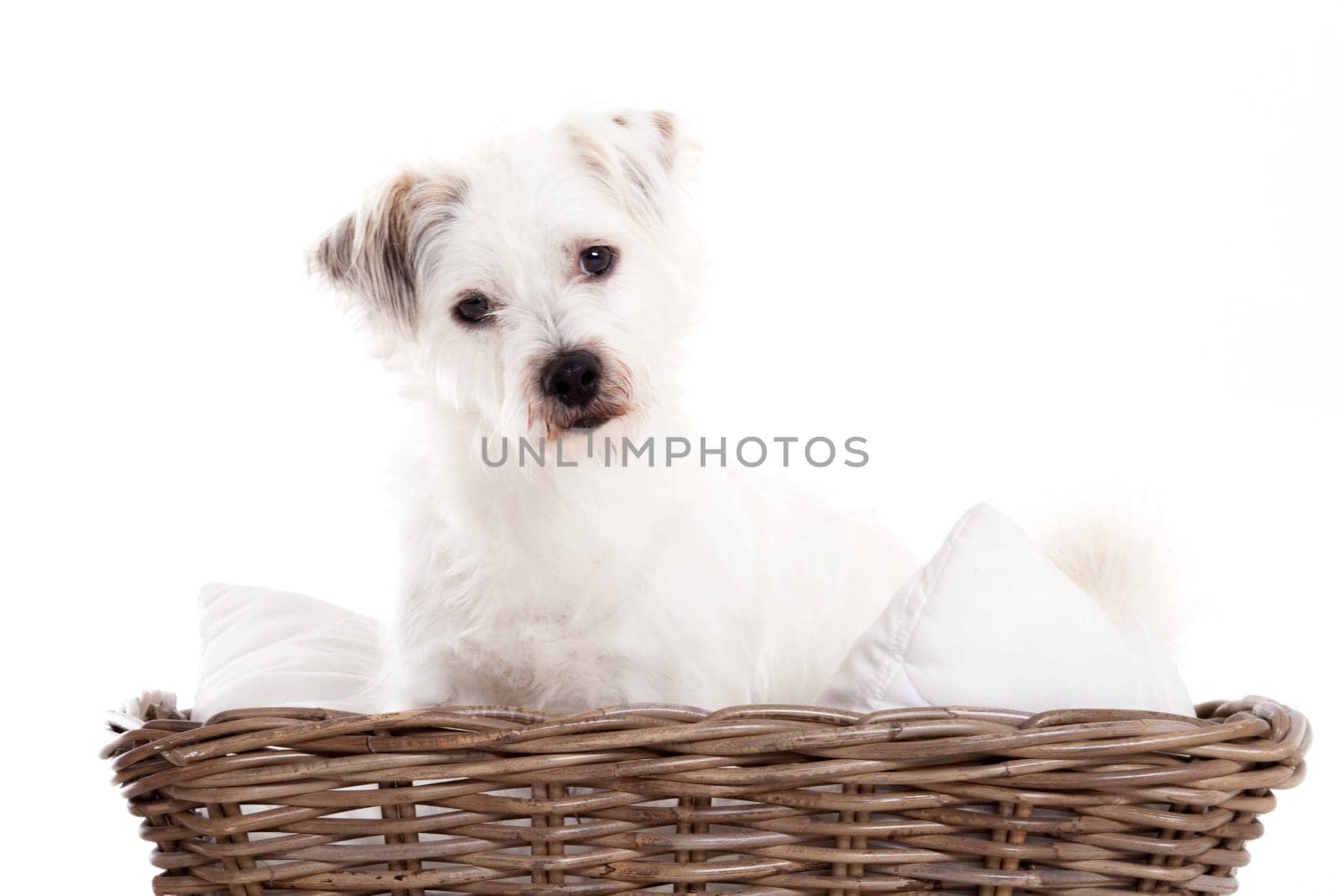 Happy dog photographed in the studio on a white background
