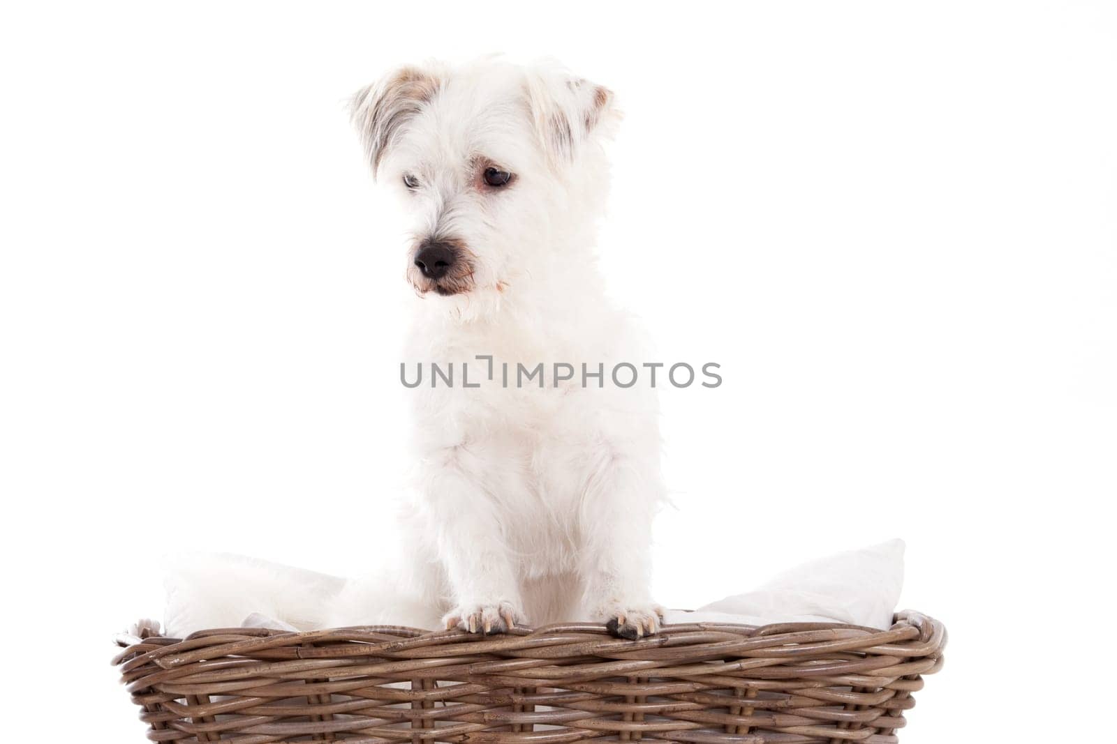 Happy dog photographed in the studio on a white background