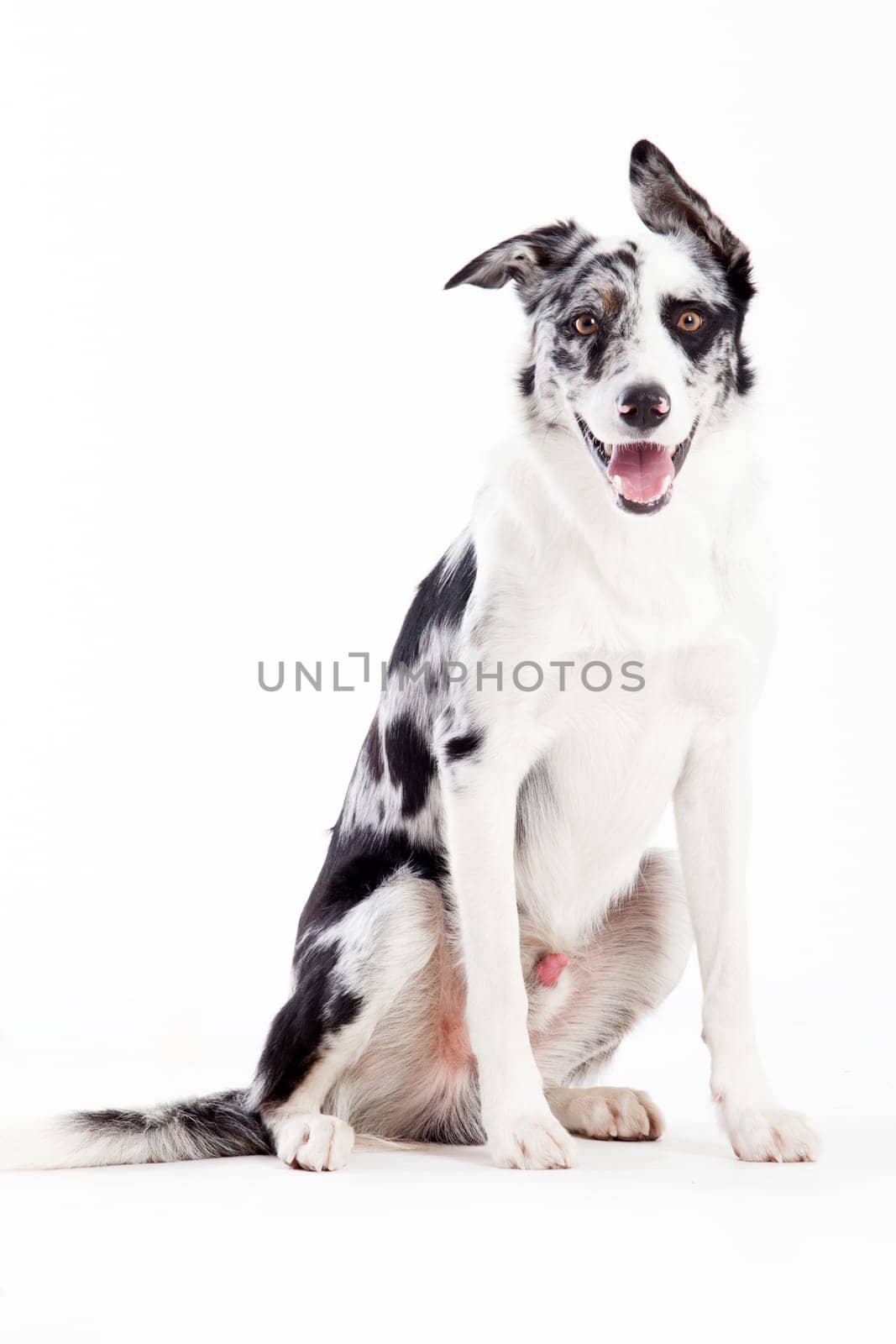 Happy dog photographed in the studio on a white background