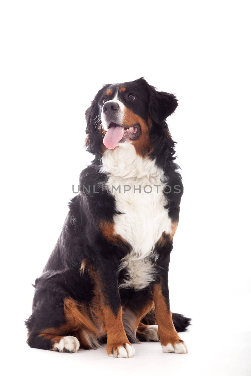 Happy dog photographed in the studio on a white background