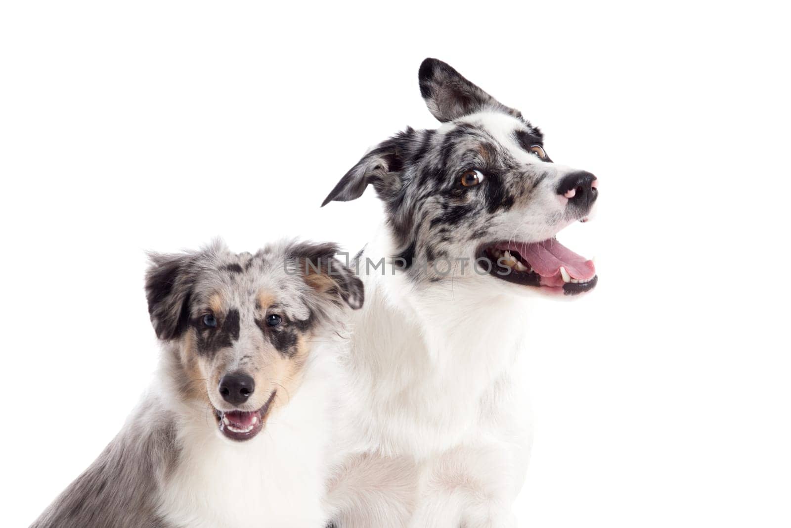 Happy dog photographed in the studio on a white background