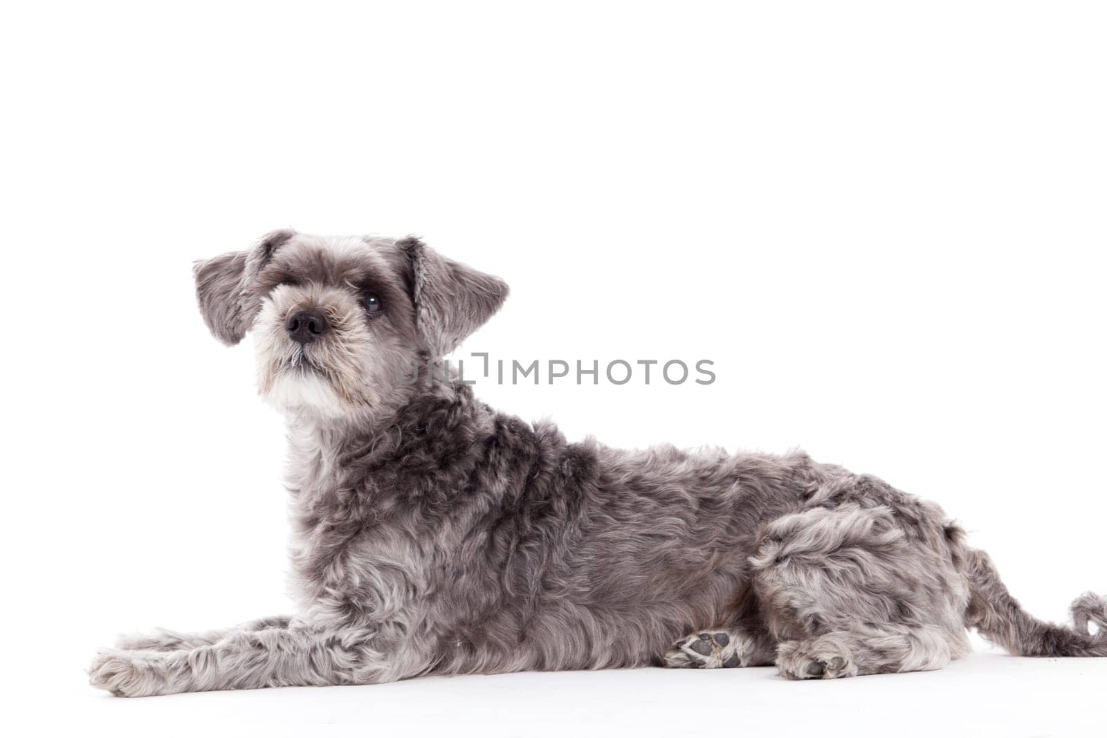 Happy dog photographed in the studio on a white background