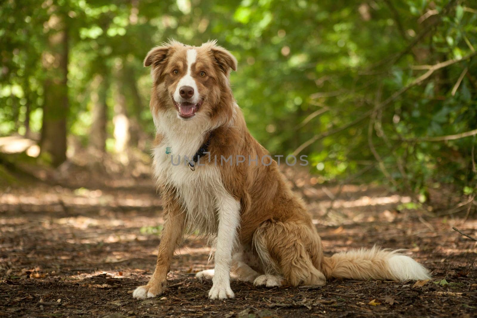 Happy dog photographed outside in the forest