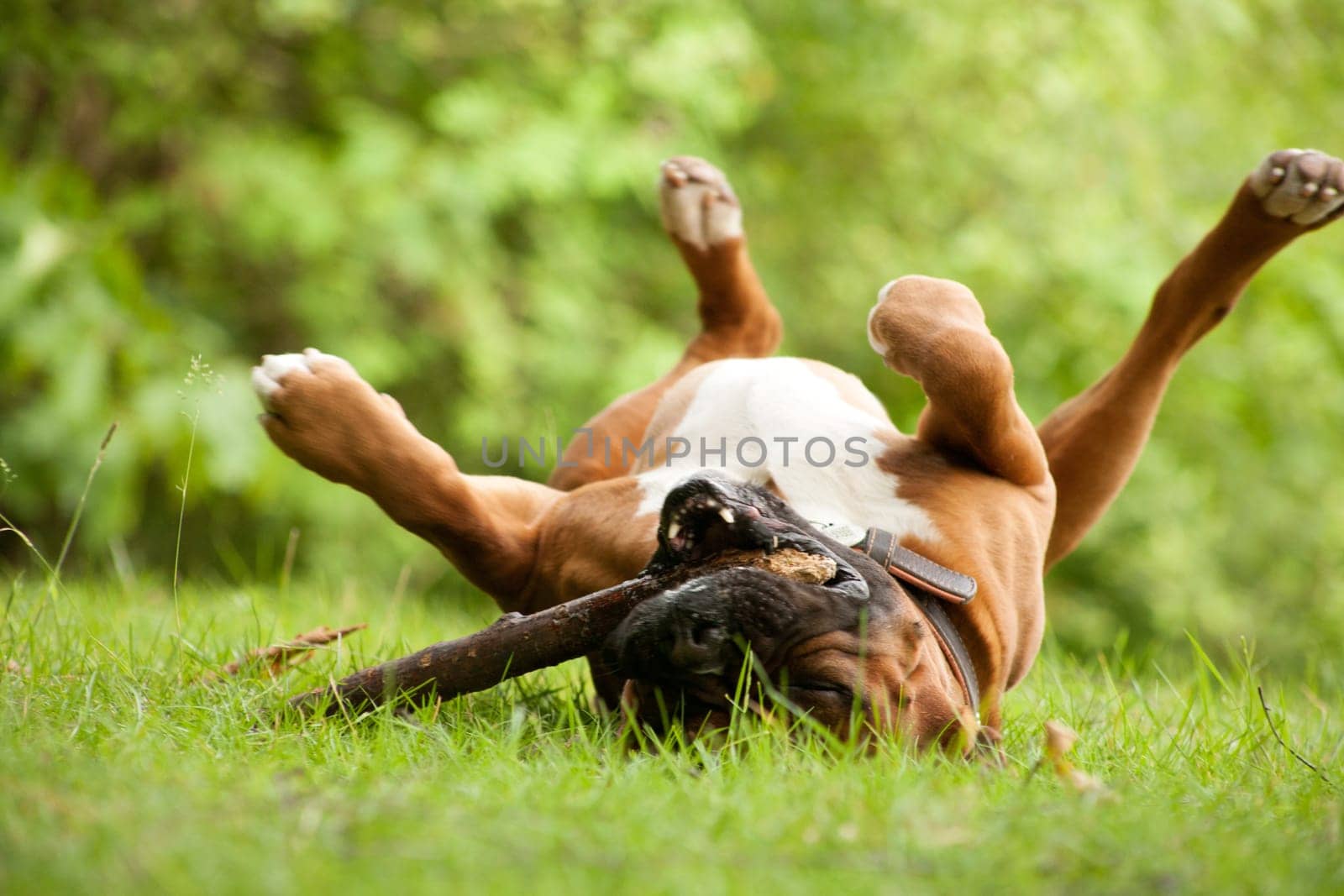 Happy dog photographed outside in the forest