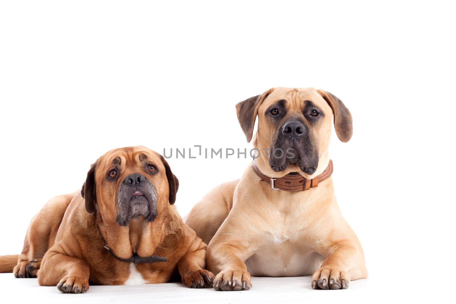 Happy dog photographed in the studio on a white background