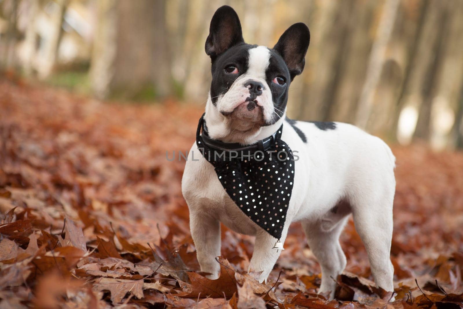 Happy dog photographed outside in the forest