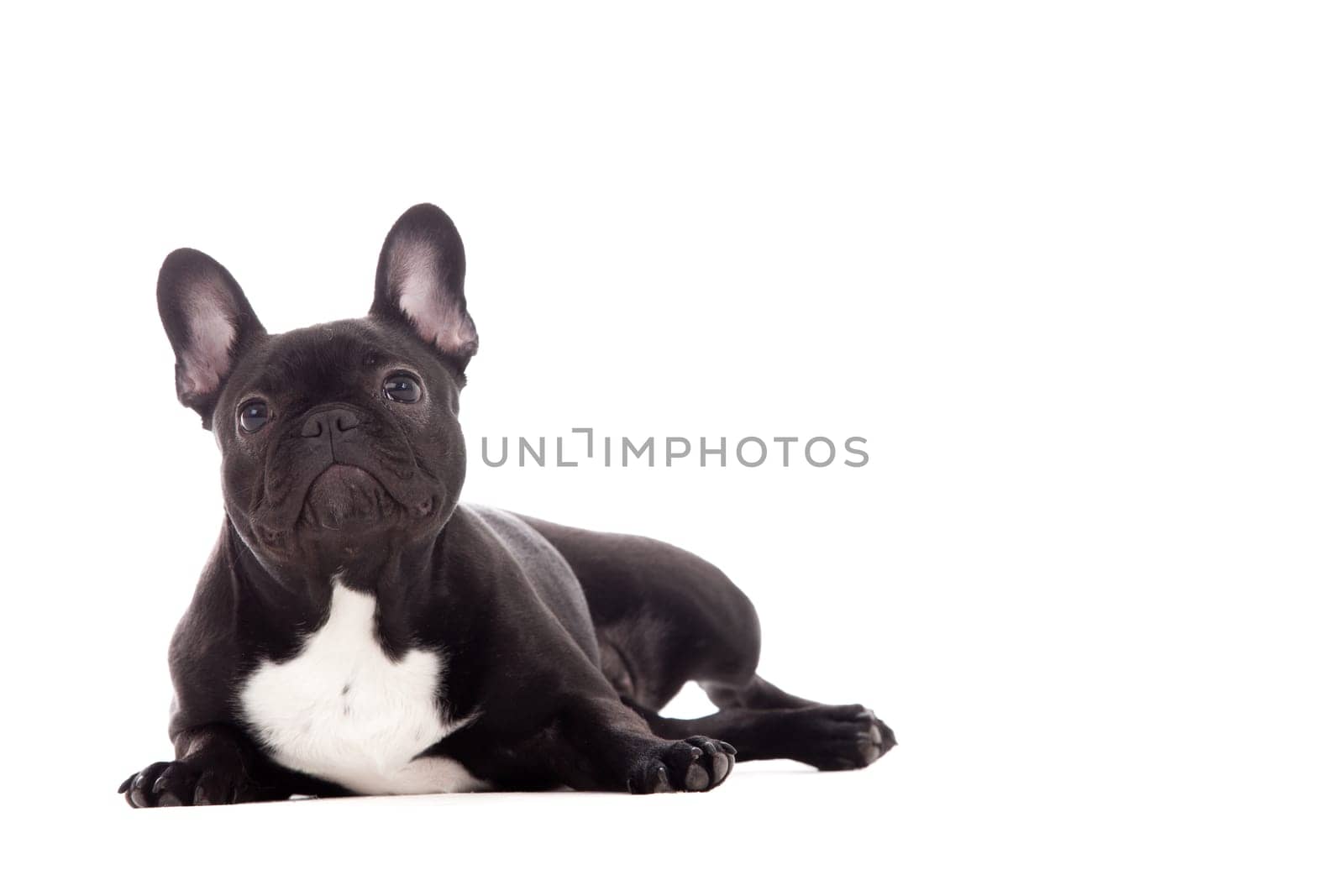 Happy dog photographed in the studio on a white background