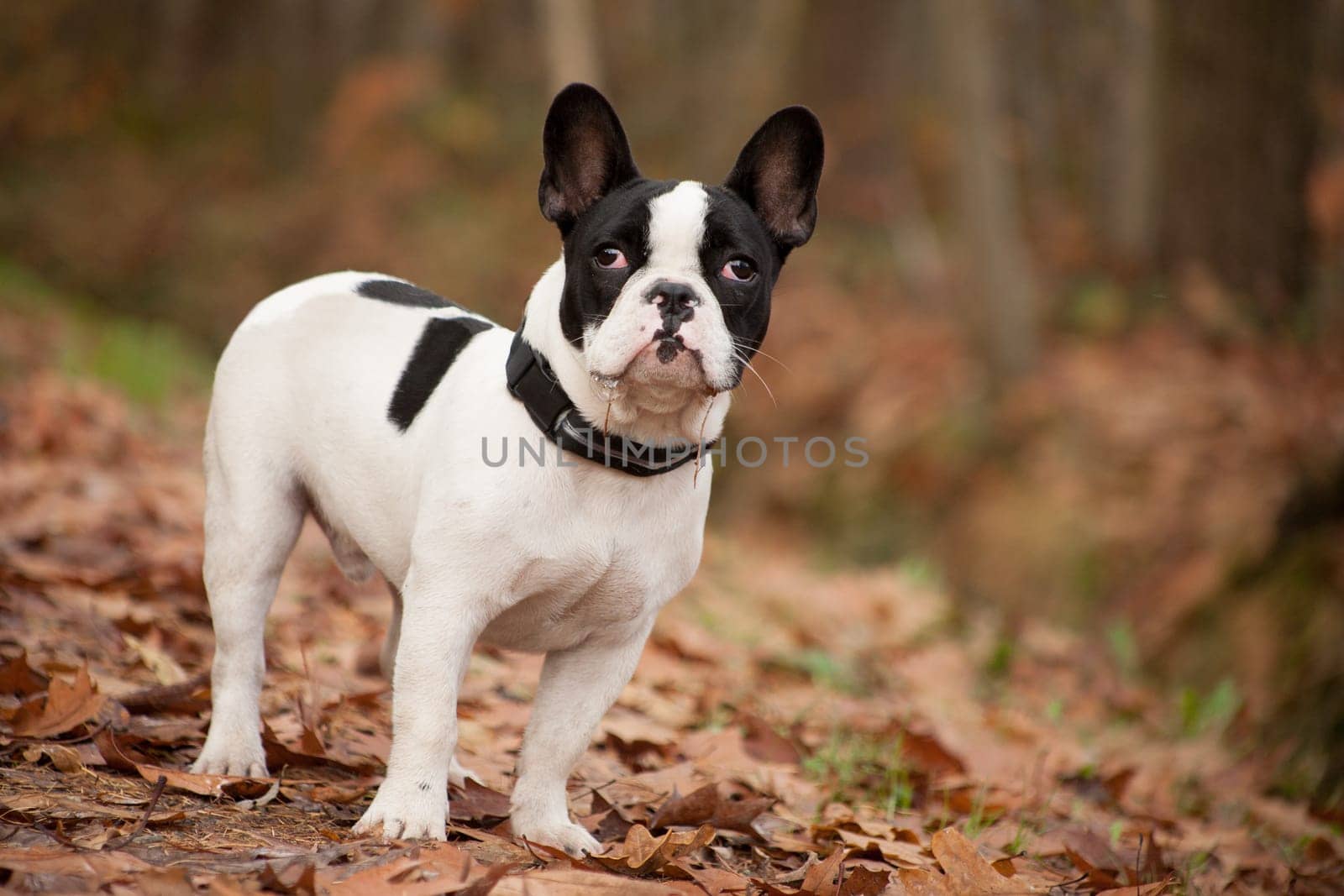 Happy dog photographed outside in the forest