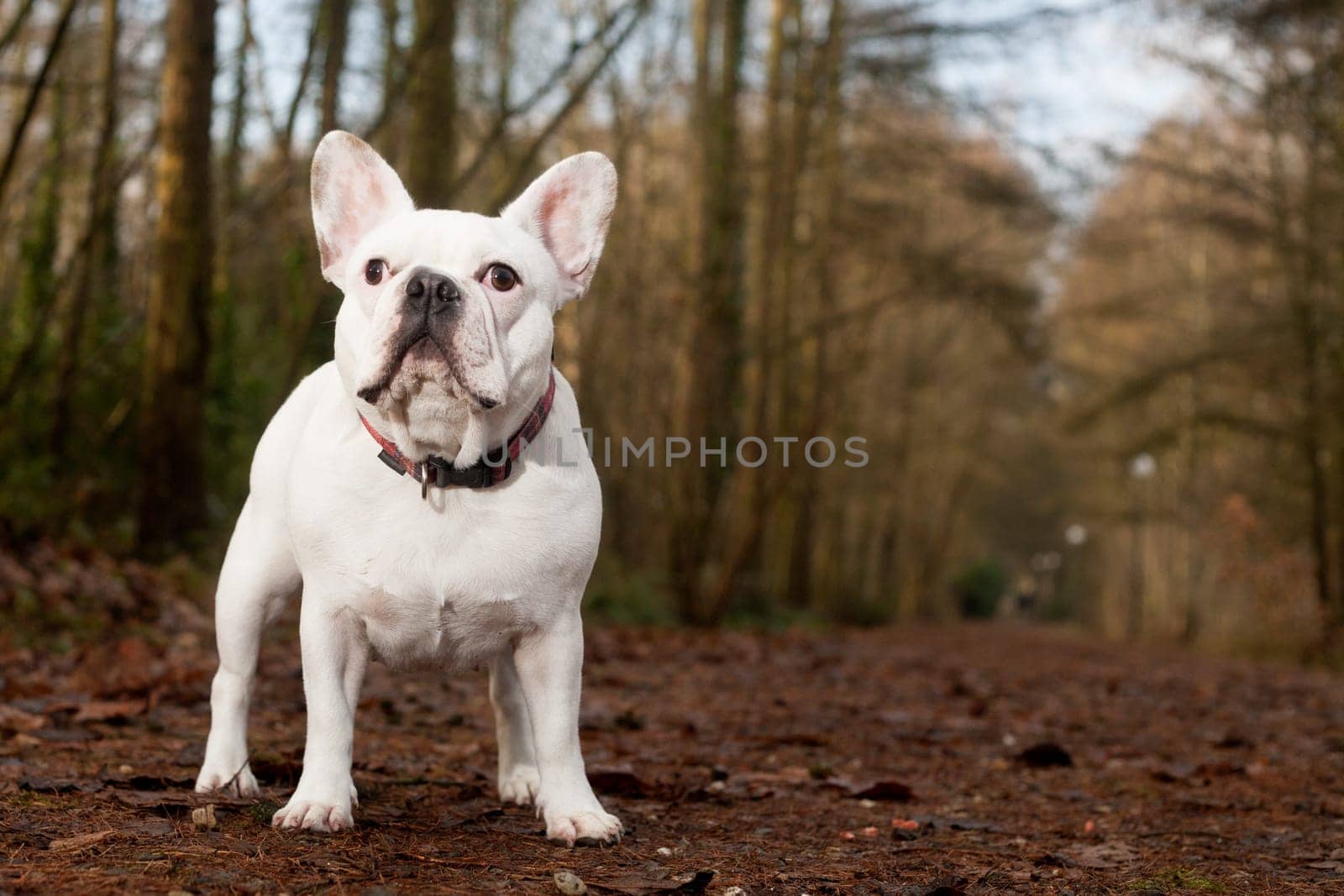 Happy dog photographed outside in the forest