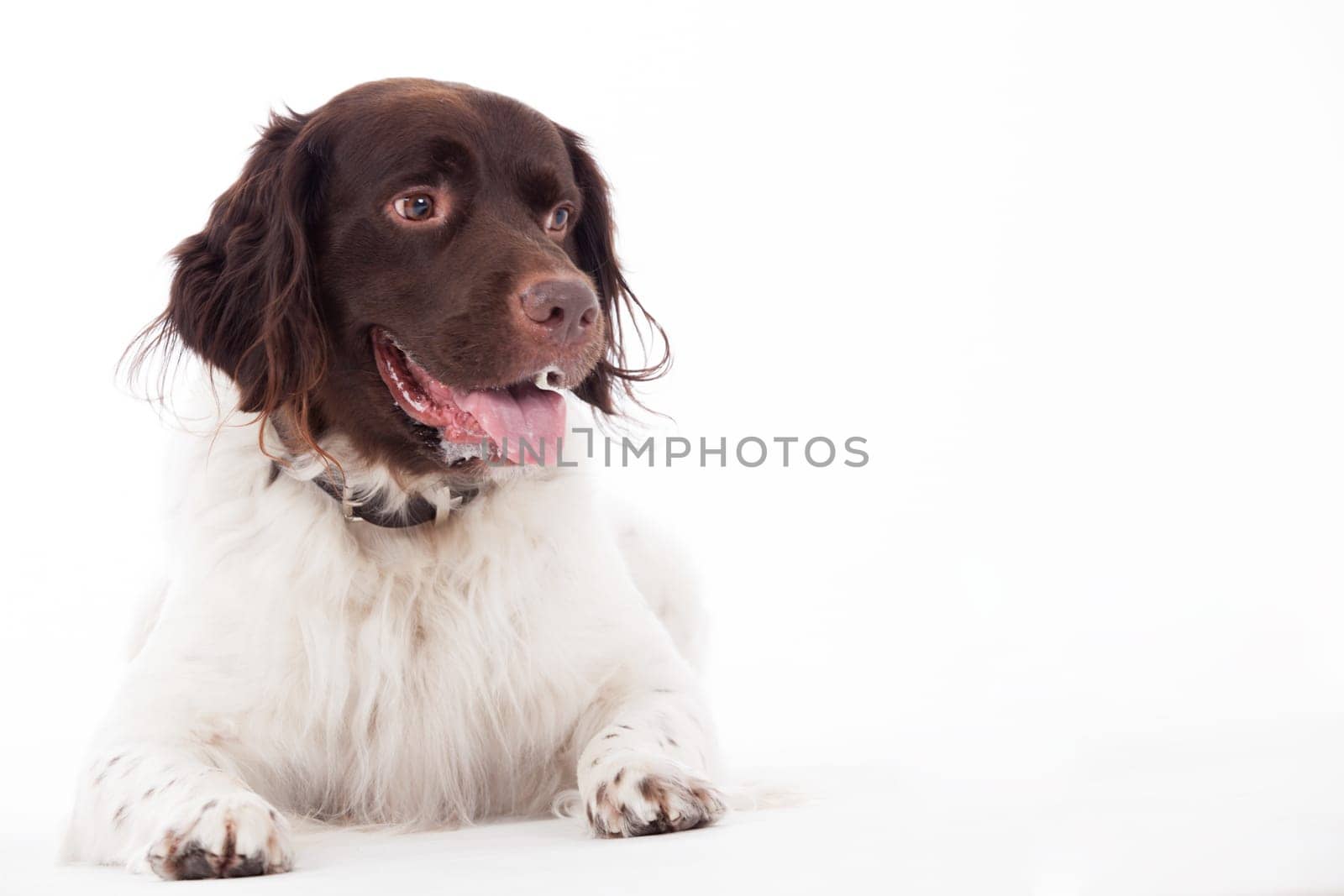 Happy dog photographed in the studio on a white background
