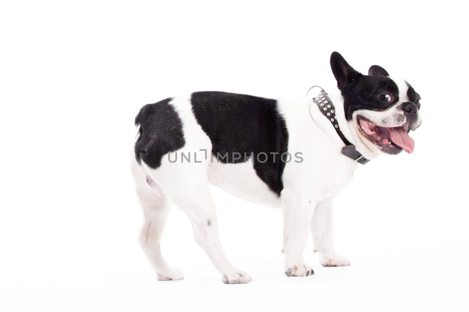 Happy dog photographed in the studio on a white background