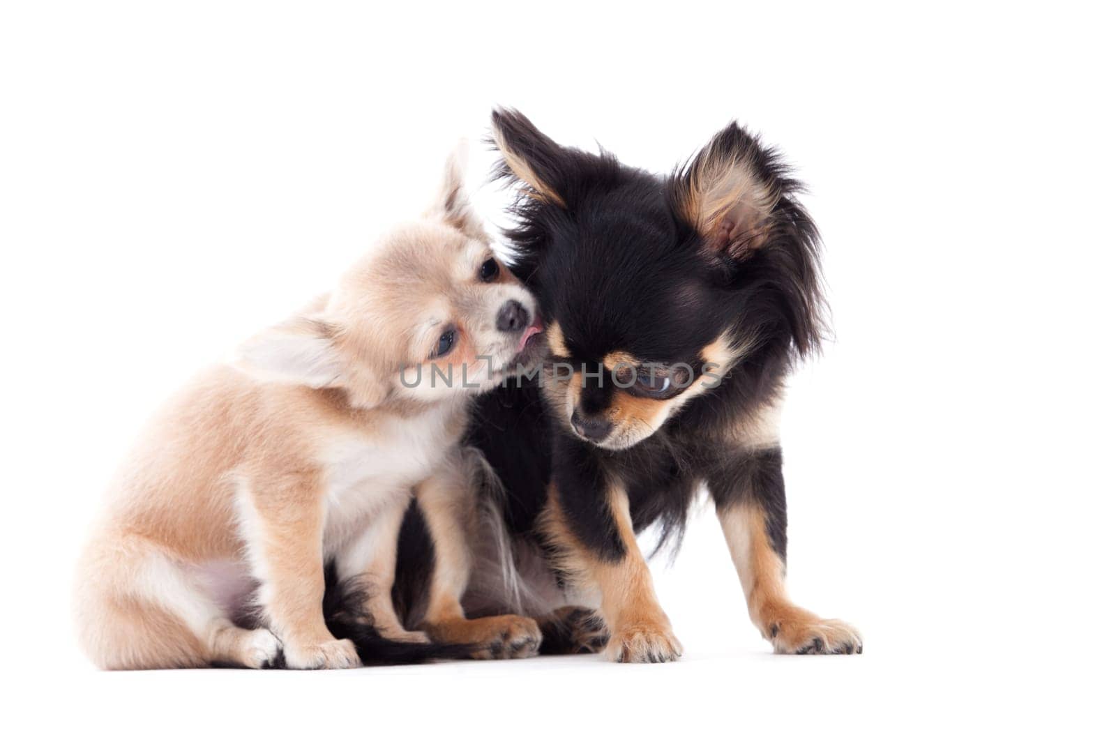 Happy dog photographed in the studio on a white background